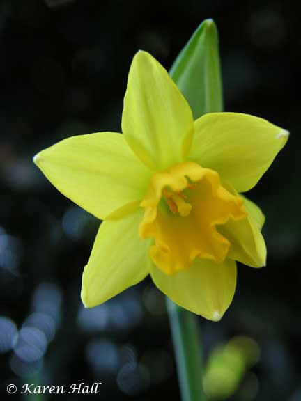 Single Miniature Daffodil